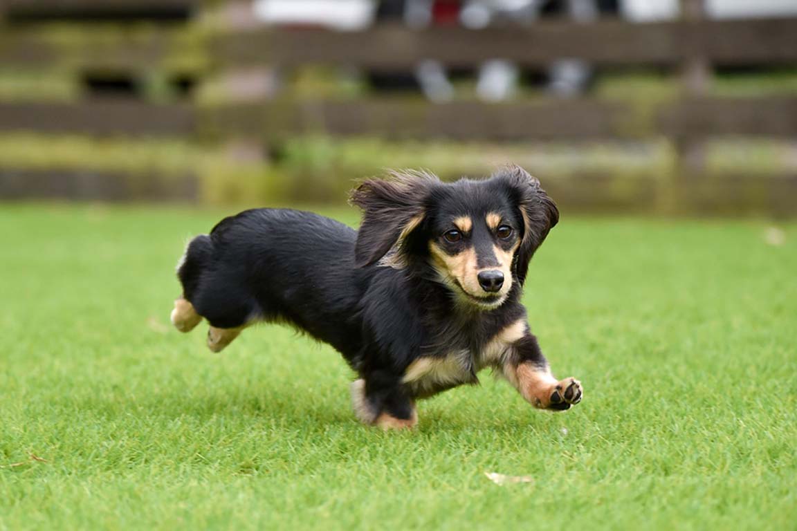 愛犬 ドッグラン